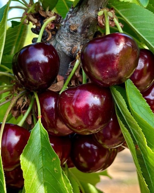 Caja de cereza