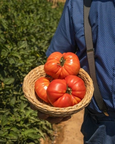 Caja mixta de tomates