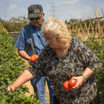 Tomate Rosa