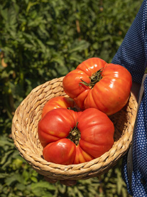 comprar-tomata-tomate-lleida-aitona-gourmet