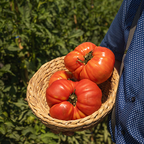 Tomate Rosa