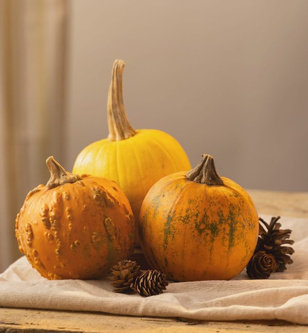 Calabazas decorativas de otoño