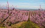 Flores y fotografía, captura la magia de la floración