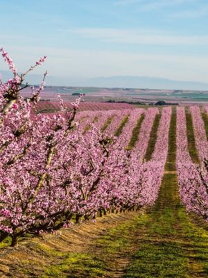 Puesta de sol entre flores y sabores