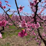 Armonías entre flores. Cata de vinos