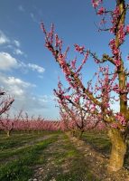 Puesta de sol entre flores y sabores