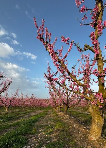 Posta de sol entre flors i sabors