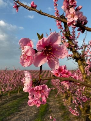 Puesta de sol entre flores y sabores