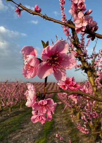 Puesta de sol entre flores y sabores